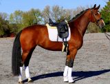 Gelders Horses of North America Gelders Horses of North America