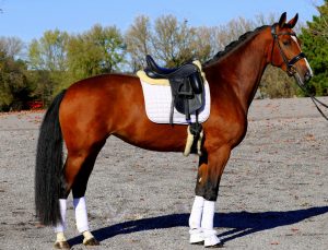 Gelders Horses of North America Part 2 & 3 Gelders Horses of North America Part 2 & 3