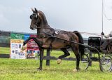 Summer 2019 Harness Horse Newsletter Summer 2019 Harness Horse Newsletter