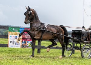 Summer 2019 Harness Horse Newsletter Summer 2019 Harness Horse Newsletter