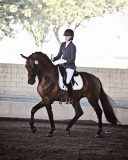 KWPN-NA 2020 Stallion Service Auction – Now Open KWPN-NA 2020 Stallion Service Auction – Now Open