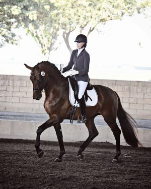 KWPN-NA 2020 Stallion Service Auction – Now Open KWPN-NA 2020 Stallion Service Auction – Now Open
