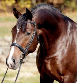 KWPN Gelders Horse – Article by Liz van Woerden KWPN Gelders Horse – Article by Liz van Woerden