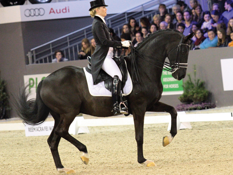 Stallion Directory KWPNNA