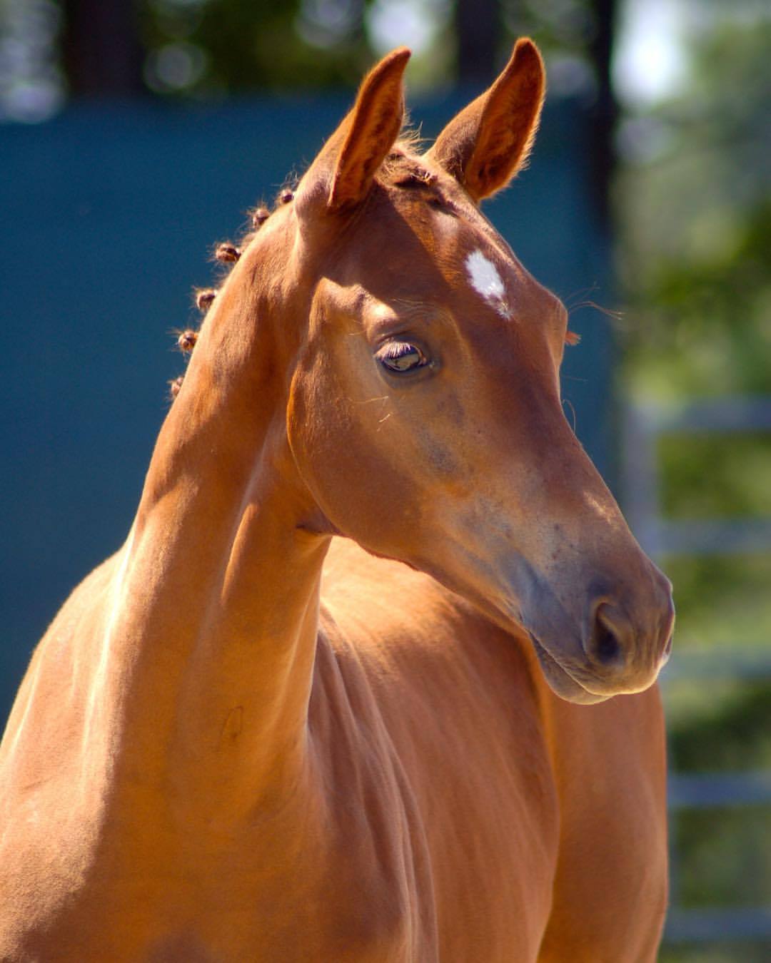 New Policy for Stallions regarding Warmblood Fragile Foal Syndrome