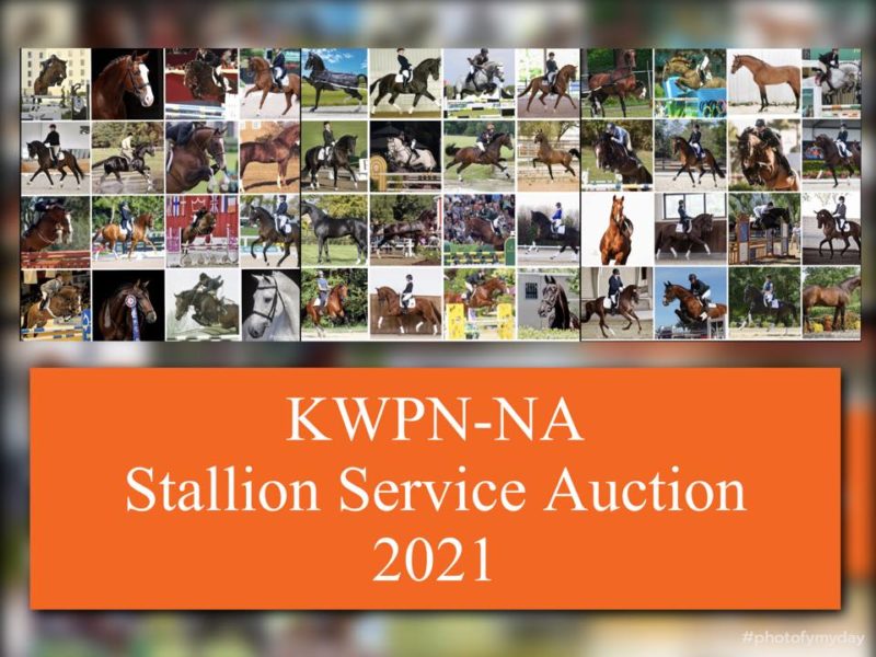 KWPNNA Stallion Service Auction, Feb 1321, 2021 KWPNNA