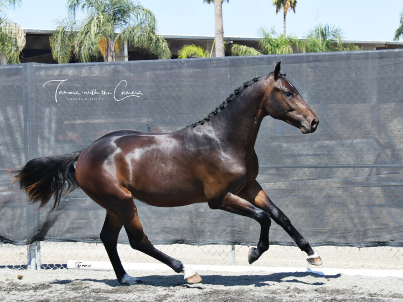 Florida Horse 2019 Stallion Register by Florida Equine