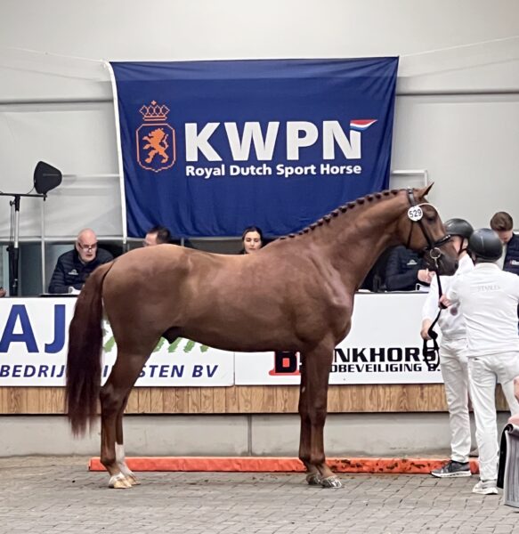 KWPN First viewing 2025